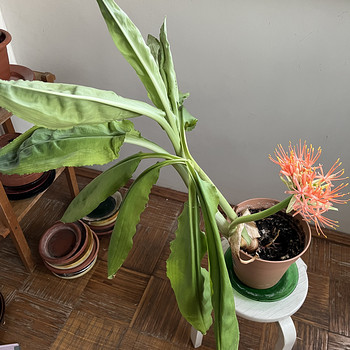 Продам комнатные цветы Veriliilija" (Scadoxus multiflorus)