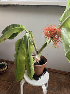 Müua toalilled Veriliilija" (Scadoxus multiflorus) (2 foto / 4)