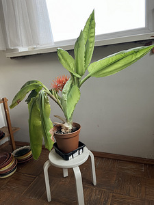 Müua toalilled Veriliilija" (Scadoxus multiflorus) (4 foto / 4)