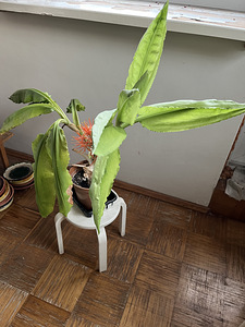 Müua toalilled Veriliilija" (Scadoxus multiflorus) (3 foto / 4)