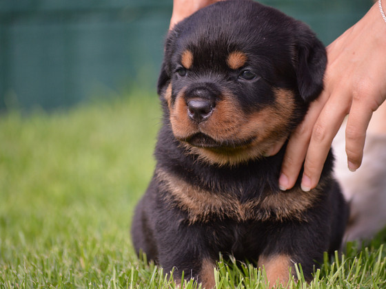 Rotveilers/Rottweiler