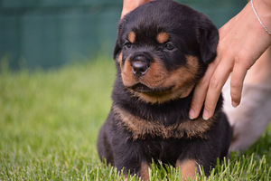 Ротвейлер/Rottweiler (1 фото из 4)