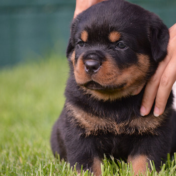 Ротвейлер/Rottweiler
