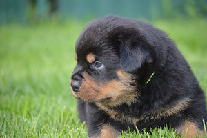 Ротвейлер/Rottweiler (2 фото из 4)