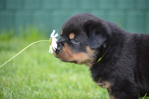 Ротвейлер/Rottweiler (3 фото из 4)