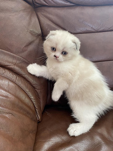 Котята (1 фото из 6)