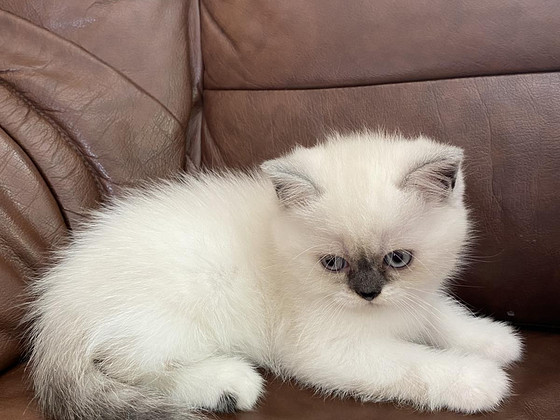 Котята Шотландская Шиншила
