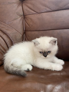 Котята (2 фото из 6)