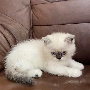 Котята Шотландская Шиншила