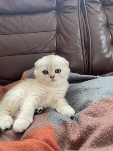Котята (3 фото из 6)