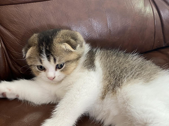 Котята Шотландская Шиншила