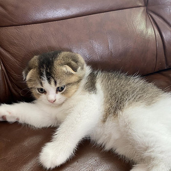 Котята Шотландская Шиншила