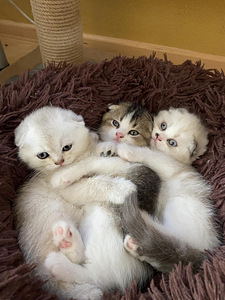 Котята (5 фото из 6)