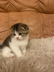 Котята Шотландская Шиншила (4 фото из 7)