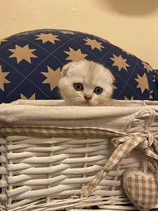 Котята Шотландская Шиншила (2 фото из 7)