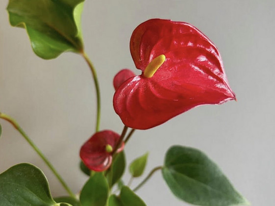 Toalill anthurium, meeste õnn