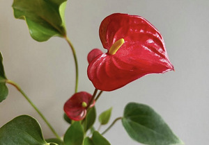 Toalill anthurium, meeste õnn (1 foto / 4)