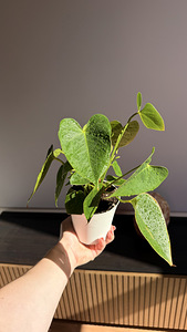 Toalill anthurium, meeste õnn (2 foto / 4)