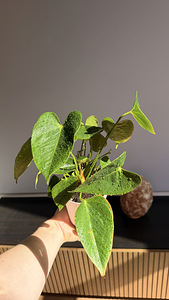 Toalill anthurium, meeste õnn (3 foto / 4)