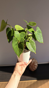 Toalill anthurium, meeste õnn (4 foto / 4)