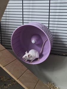 Kääbushiired otsivad kodu (1 foto / 2)