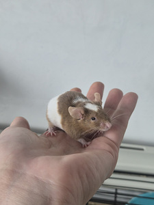 Kääbushiired otsivad kodu (2 foto / 2)