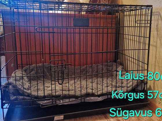 Koerapuur
