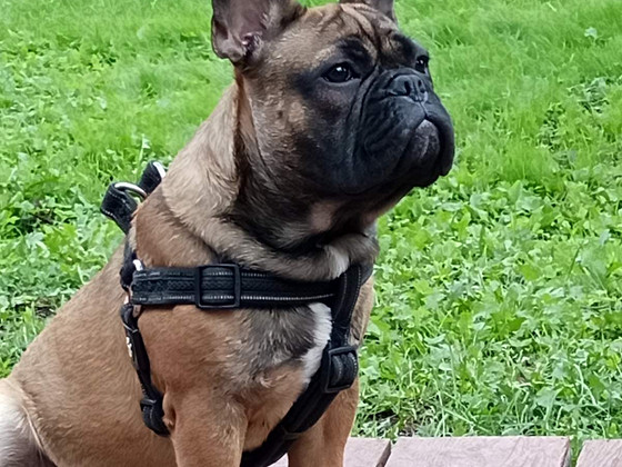 Prantsuse buldog paaritamiseks