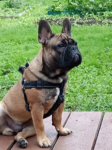 Prantsuse buldog paaritamiseks (1 foto / 1)