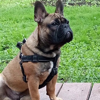 Prantsuse buldog paaritamiseks
