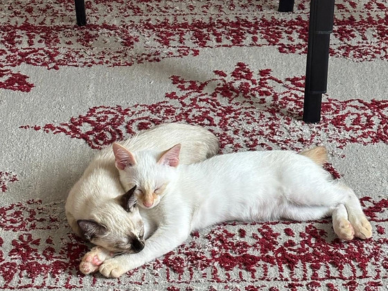 Mekongi bobtail