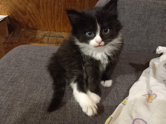 Котята доступны для бронирования