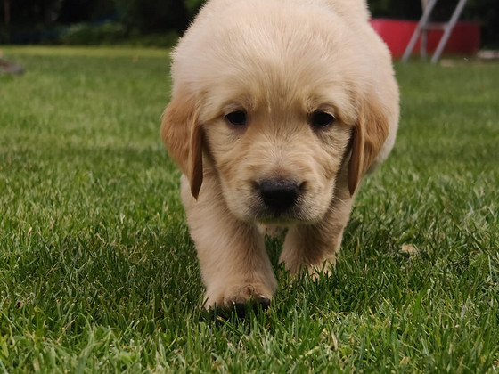 Kuldne retriiver