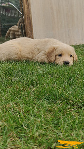 Kuldne retriiver (3 foto / 3)
