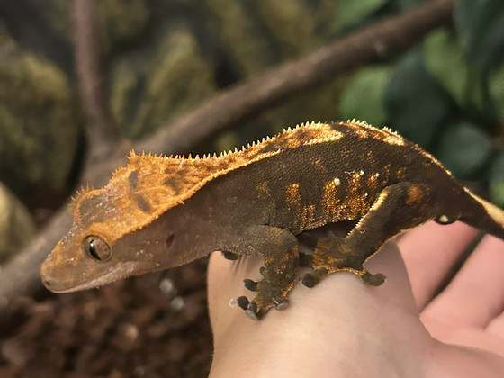 Gecko