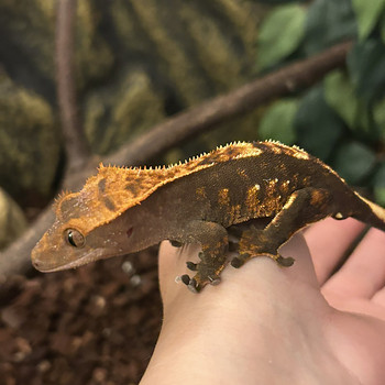 Gecko