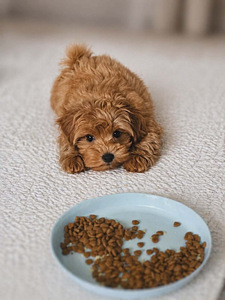 Maltipoo (2 foto / 4)