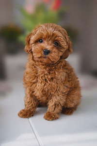 Maltipoo (4 foto / 4)