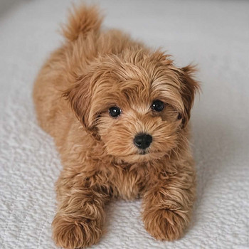 Maltipoo