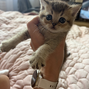 Британские котята