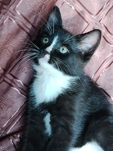Kodused kassipojad (9 foto / 10)