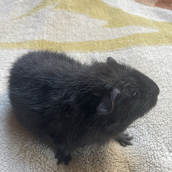 Merisiga