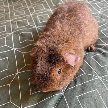 Merisiga