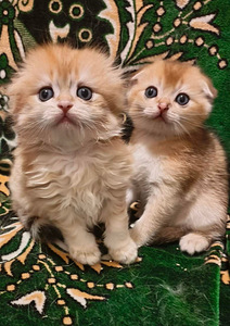 Шотландские котята (1 фото из 2)