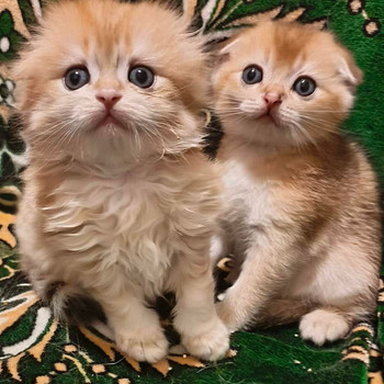 Шотландские котята