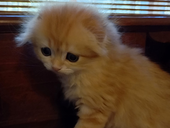 Шотландские котята