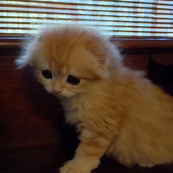 Шотландские котята