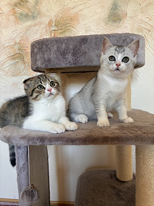 Scottish fold/straight kassipojad (1 foto / 5)