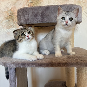 Scottish fold/straight kassipojad