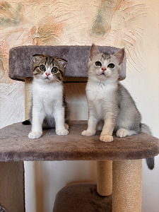 Scottish fold/straight kassipojad (2 foto / 5)
